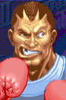 boxer portrait